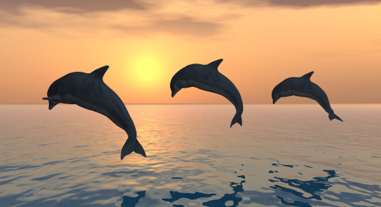 delfin kronotípus